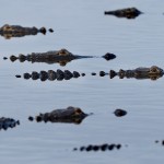Alligators at Deep Hole at Myakka River State Park