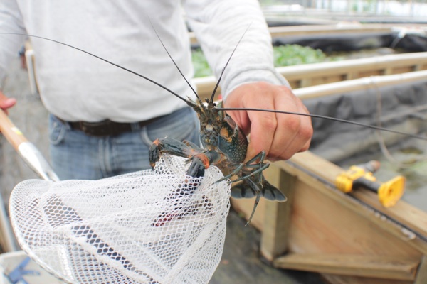 West Coast Aqua Farms' Australian redclaw crawfish / COOPER LEVEY-BAKER