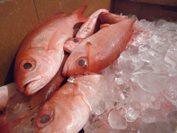 Red snapper on ice at A.P. Bell / COOPER LEVEY-BAKER