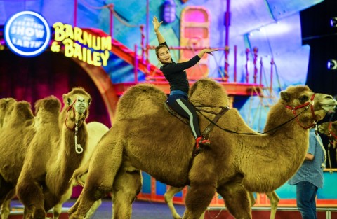 Ringling Bros. and Barnum & Bailey give the media a sneak peak at their new show "Circus Xtreme"  at Feld Entertainment Studios in Ellenton on Wednesday. (Dec.10, 2014) (Herald-Tribune staff photo by Dan Wagner)