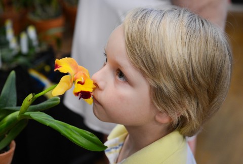 Sarasota Orchid Society HT 2014