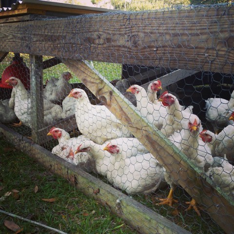 Grove Ladder Farm's chickens / TIM CLARKSON, VIA INSTAGRAM