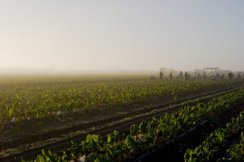 An image of Lady Moon Farms from the forthcoming film Organic Rising / VIA ORGANICRISINGFILM.COM