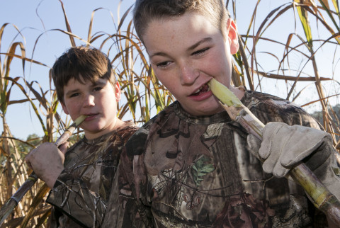 Mason Champ, 10, left and Miles Stevens, 11, right, chew on a piece of raw sugar cane in their grandfather's farm Saturday. Judge Hale Stancil and members of his family and friends cut sugar cane on his farm Saturday morning December 13, 2014. Stancil learned the process of making cane syrup from a neighbor in the early 80's and has been doing at his farm ever since. This was Stancil's third cooking of the season. (Doug Engle/Ocala Star-Banner)2014