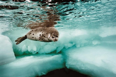 Harp seal courtesy photo by Brian Skerry.