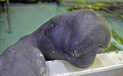 Snooty at his Parker Manatee Aquarium home at South Florida Museum in Bradenton. HT ARCHIVE 