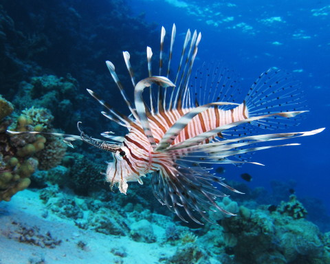A lionfish in the Red Sea / ALEXANDER VASENIN, VIA WIKIMEDIA COMMONS