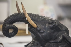 Tusks carved from antler rather than ivory distinguish the elephant head donated to the Ringling Museum. / STAFF PHOTO BY NICK ADAMS