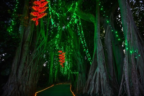 Selby Gardens’ 12th annual Lights in Bloom  features more than a half million lights. STAFF PHOTO / DAN WAGNER