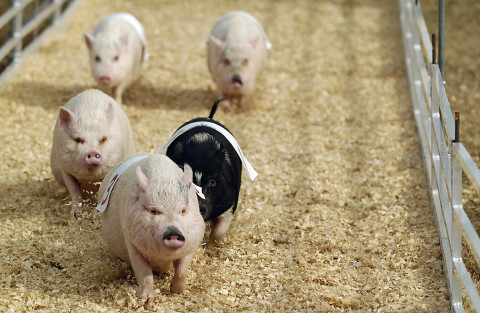 Pig races are always part of the fun during the fair. HT ARCHIVE 