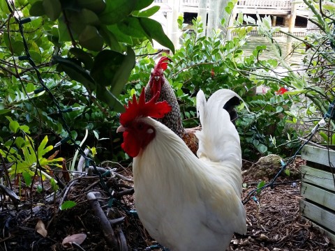 The rooster and the hen outside Cortez Kitchen. Photo by Kristin Tatangelo.