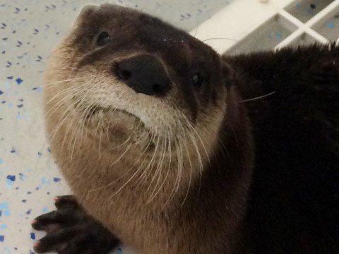 Jane the otter will be living at Mote Marine exhibit Otters & Their Waters. (1/6/2016 -- Provided by Mote Marine)
