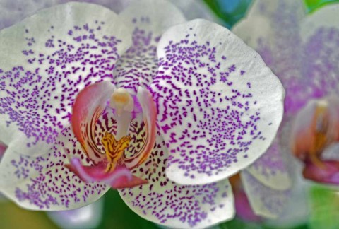 A Phalaenopsis part of the Orchid Show at Selby Gardens in Sarasota, that open’s on Valentine’s day this Sunday, Feb. 14, 2016, and continues through March, 27, 2016.  STAFF PHOTO / THOMAS BENDER)