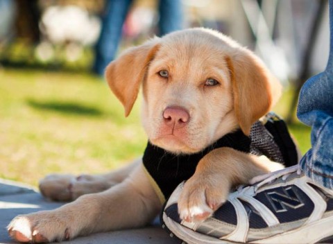 Who's ready for a dog walk? Photo courtesy of Humane Society of Manatee County Paws in Motion Walkathon.