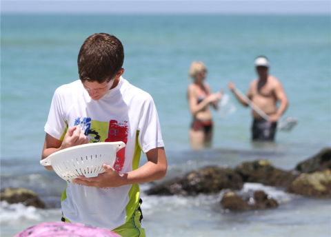 Vacationer Michael Carboni looks for sharks’ teeth at Caspersen Beach Friday July 18, 2014 in Venice, Fl. Visitors from all parts of the state and country come to Caspersen Beach every summer to sift through sand and shells to take home a tooth of a giant predator from the past. (Photo / Matt Houston )