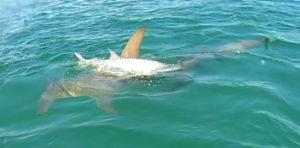 An image from video shot by Rob Caragiulo of a hammerhead shark attacking a tarpon near Anna Maria Island. (Provided by Rob Caragiulo)