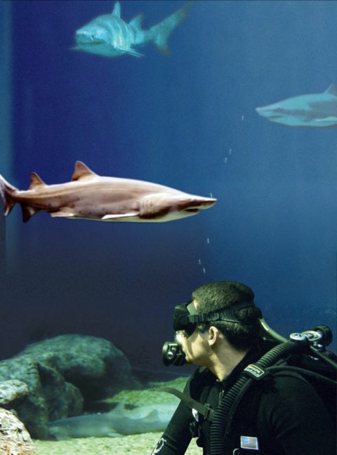 A diver in the tank with a tiger sand sharks at the Florida Aquarium in Tampa. HT ARCHIVE