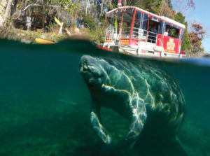 In this 2014 photo, a tour boat glides past a manatee swimming below the surface of Three sisters Spring in Citrus County. In his book "Oh, Florida," Craig Pittman writes that many residents and visitors have gotten in trouble for jumping on a manatee's back to ride it like a pony. DOUGLAS R. CLIFFORD PHOTO/TAMPA BAY TIMES/ PROVIDED BY ST. MARTIN'S PRESS